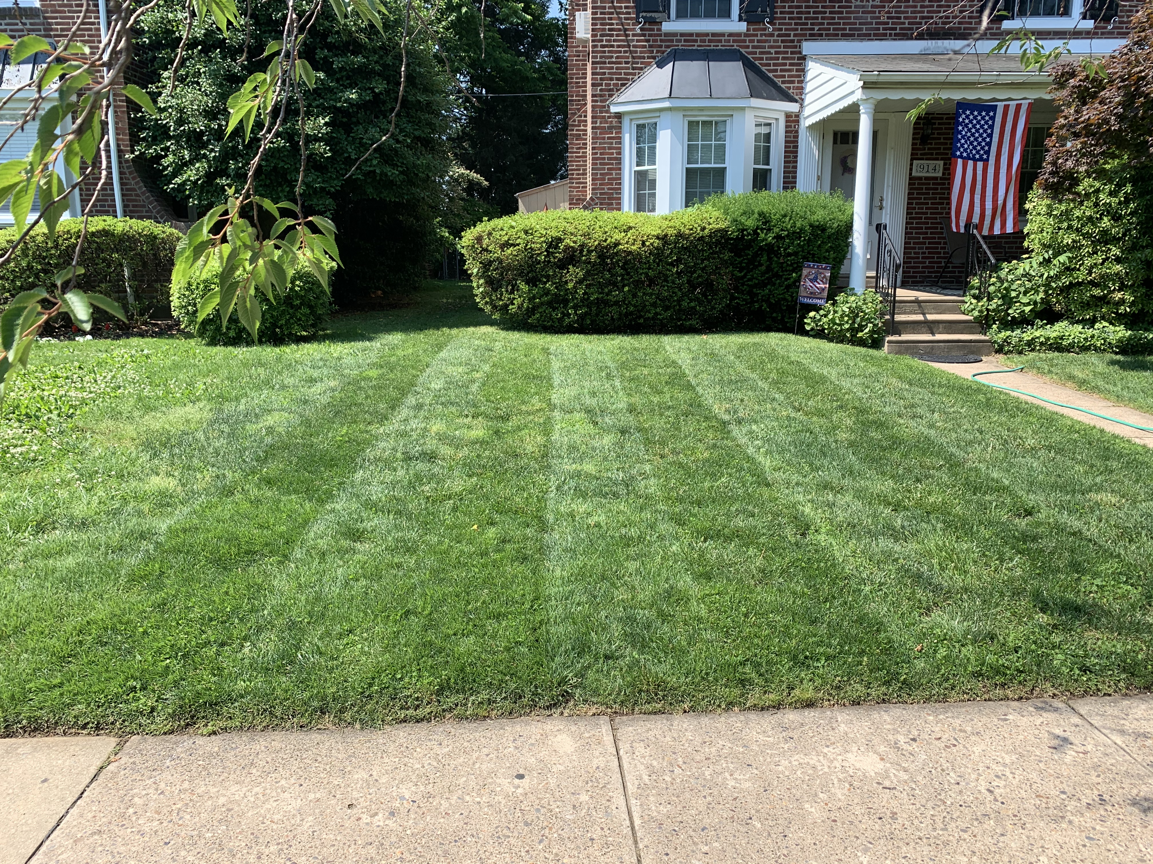 Lawn with professional mowing stripes and trimmed hedges