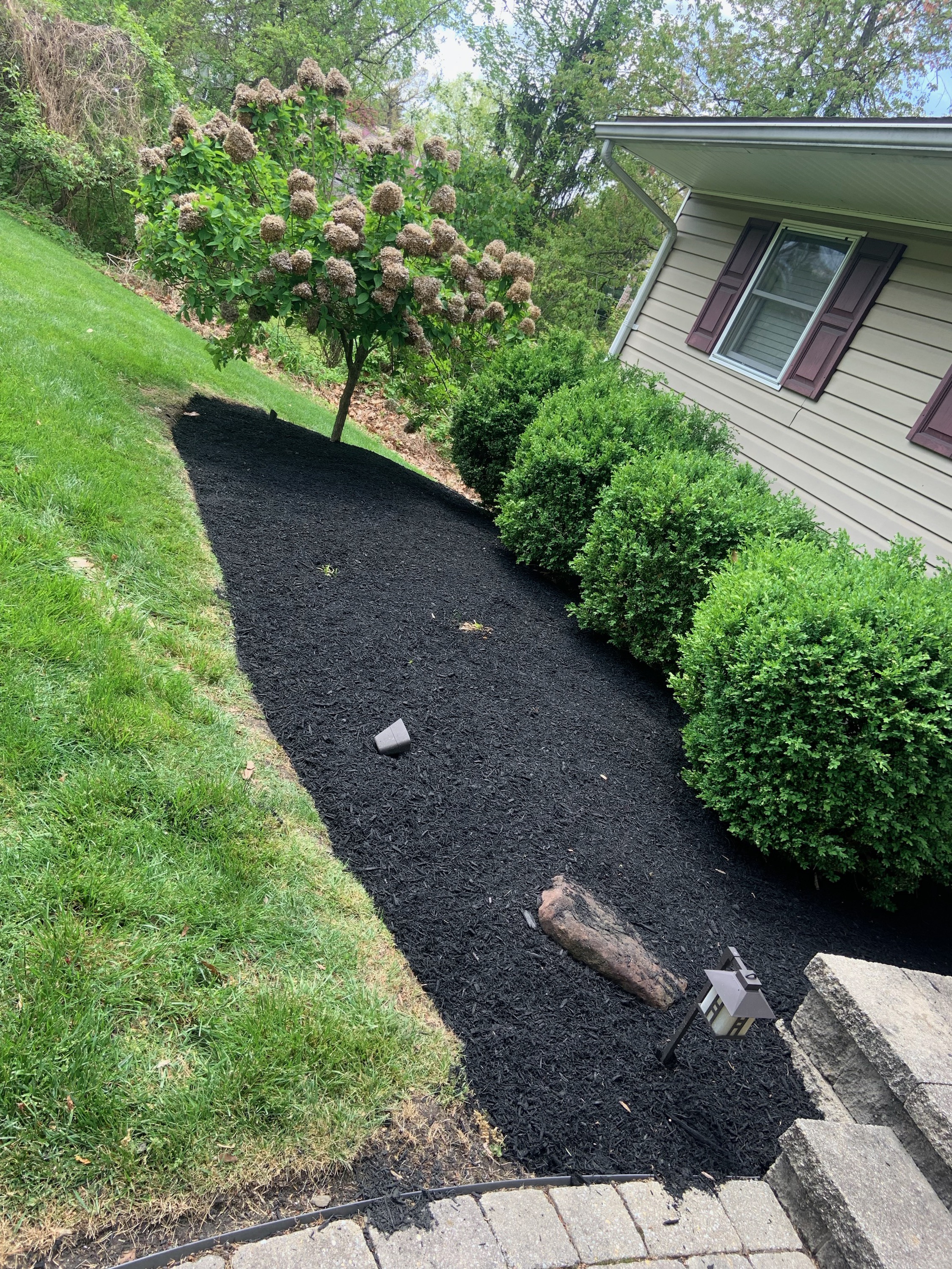 Side bed with black mulch and rounded boxwoods
