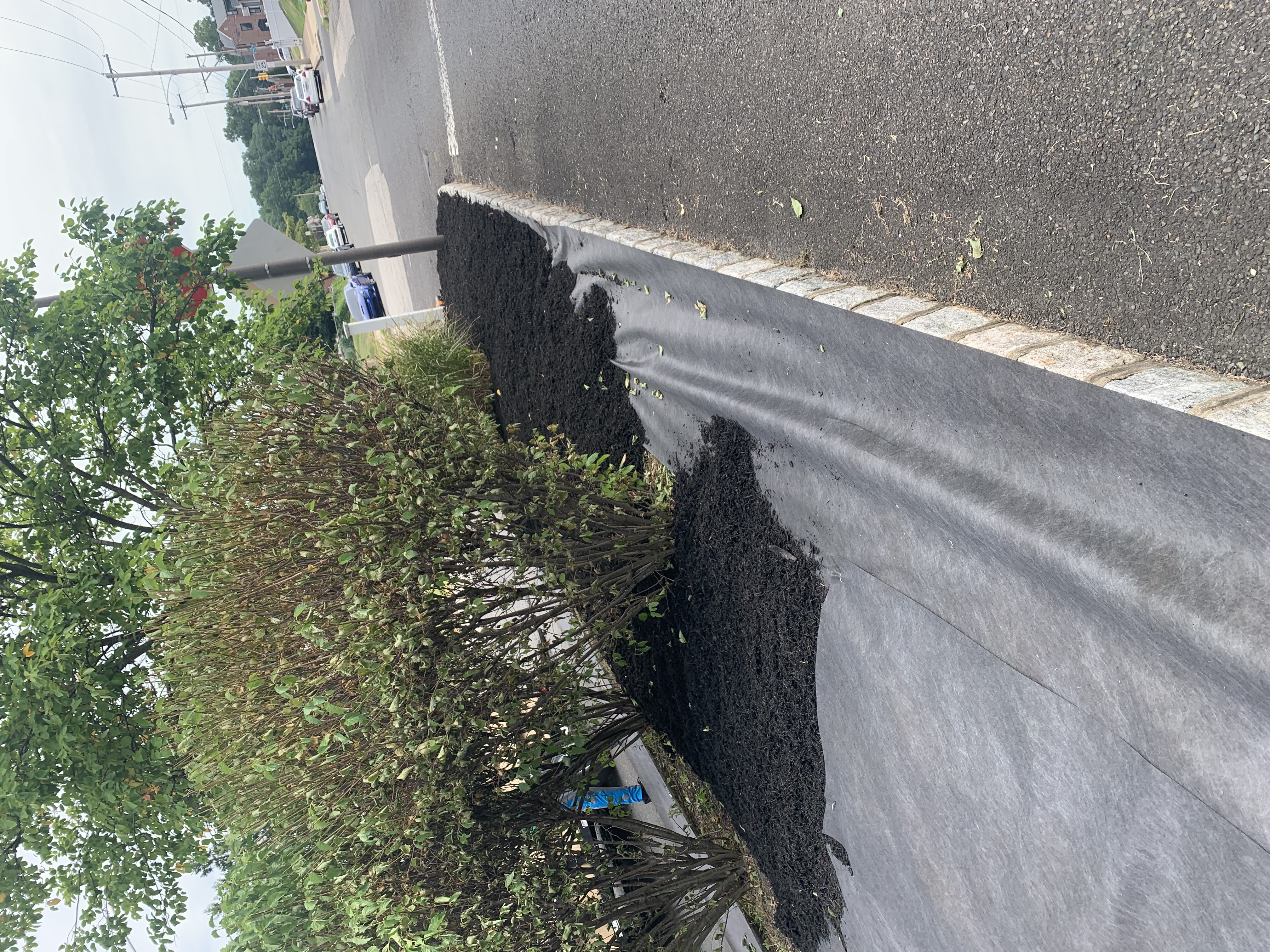Completed entrance bed with fresh black mulch