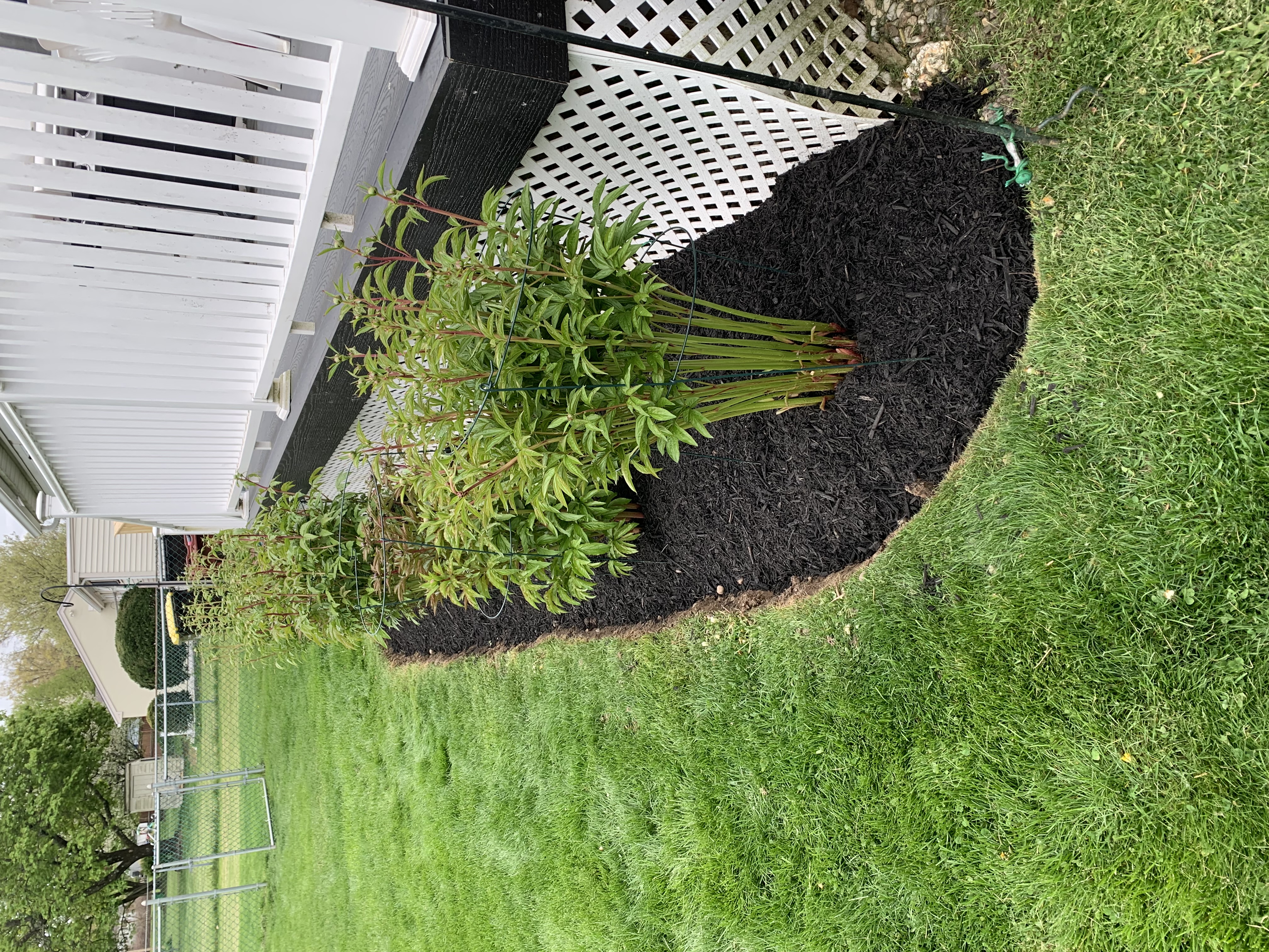 Foundation bed with mulch and mixed perennials