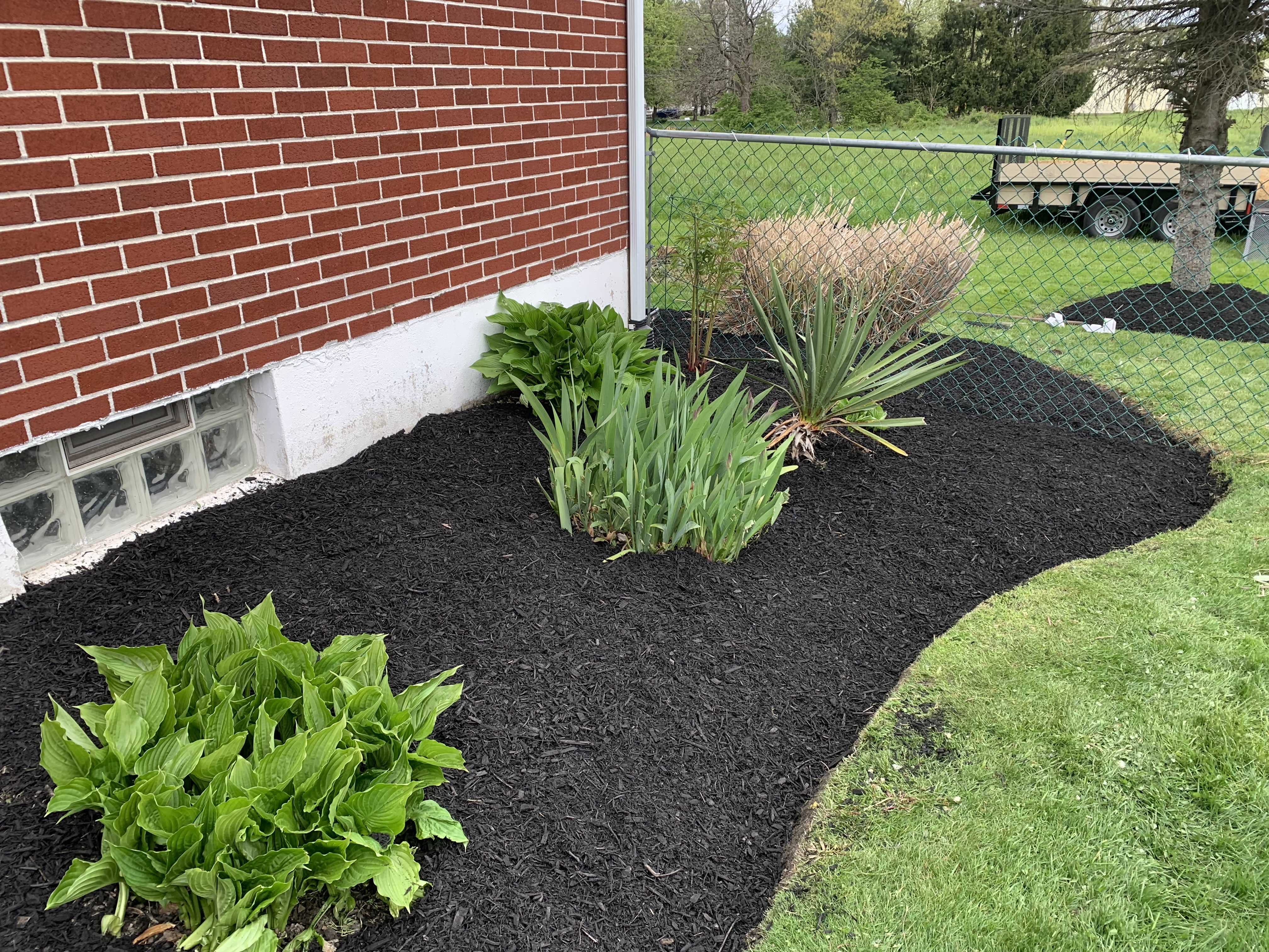 Backyard foundation bed with irises and ornamental grass