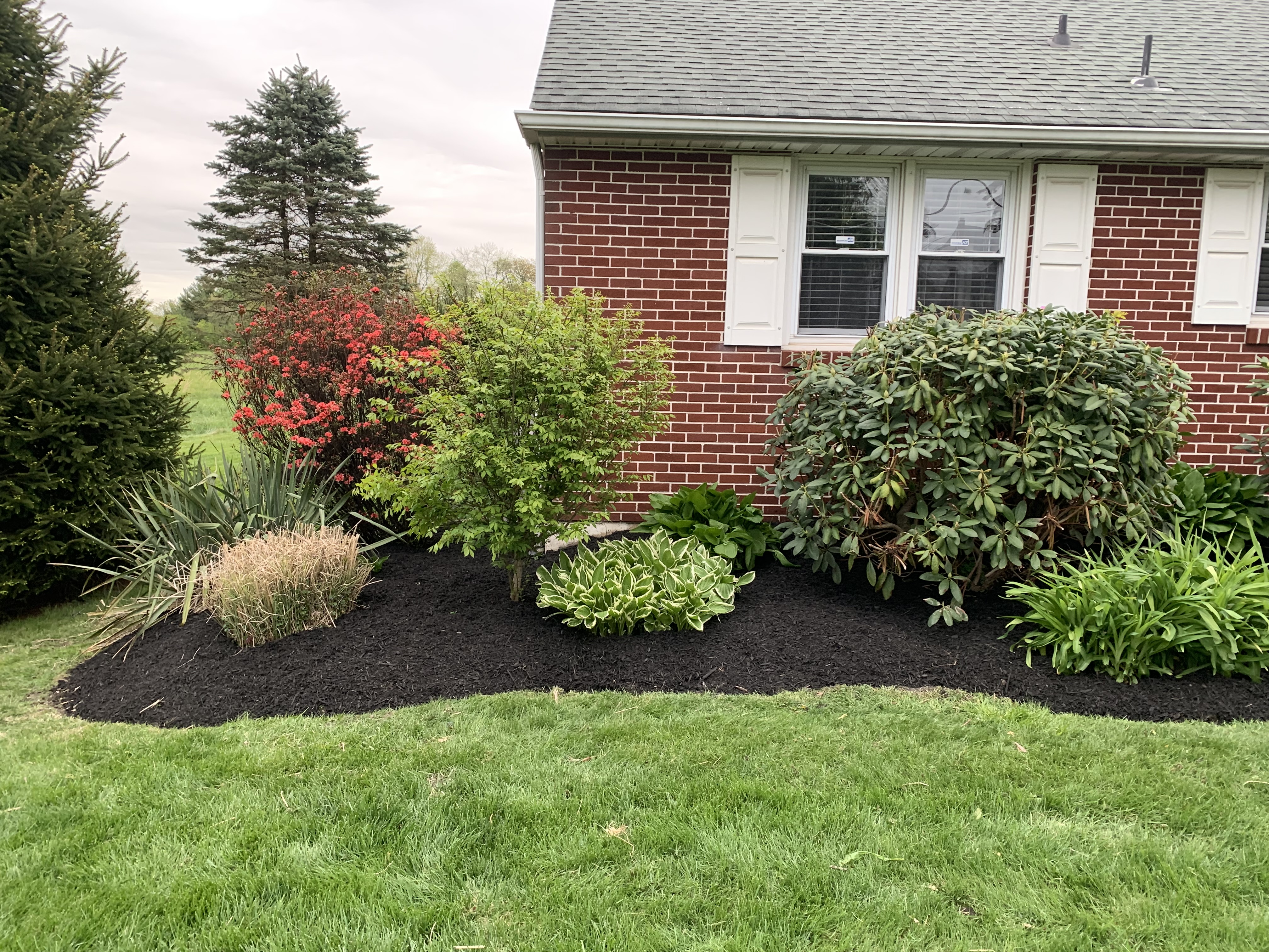 Foundation landscaping with colorful shrubs and fresh mulch