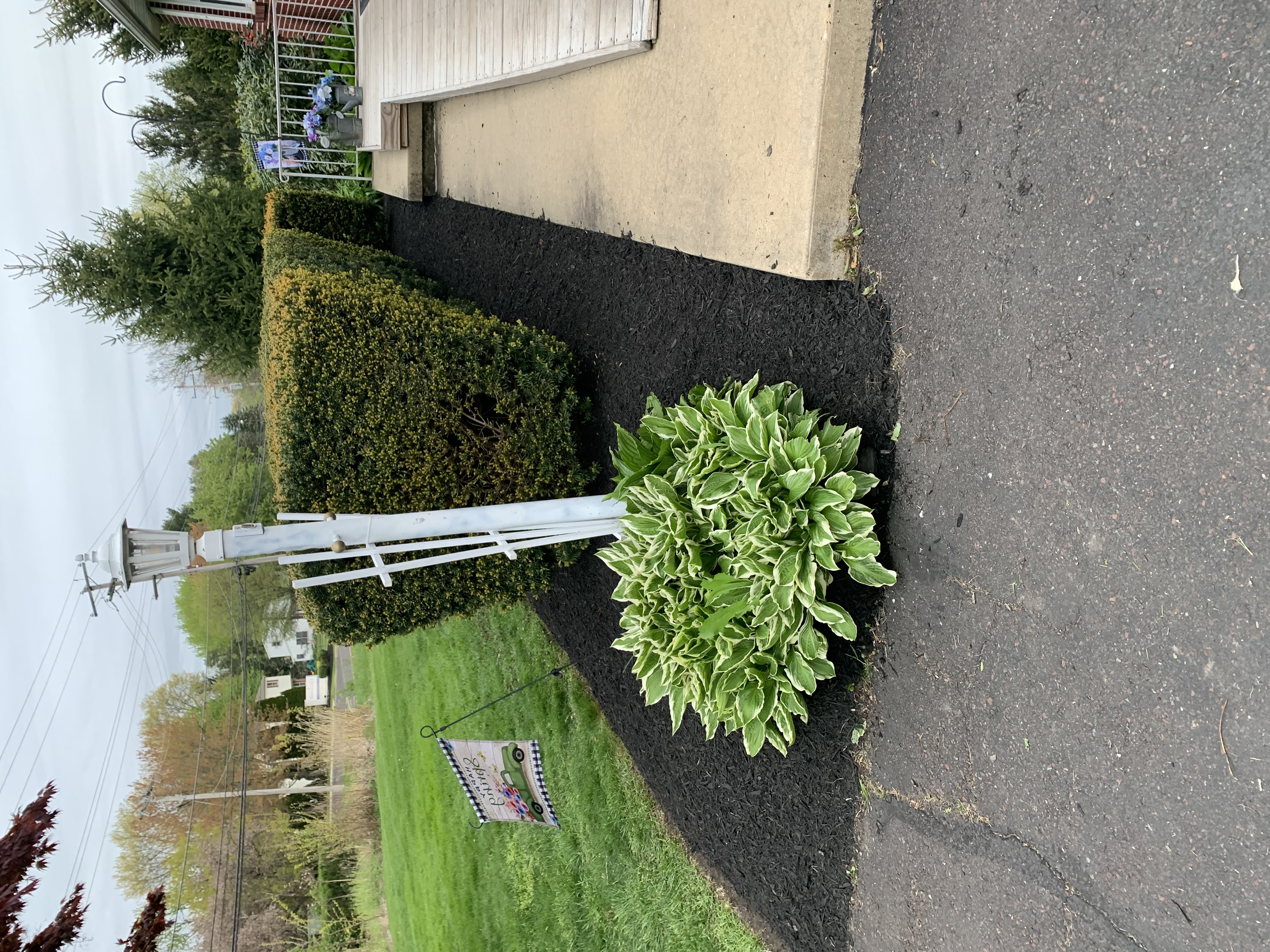 Side yard with mulch bed and hostas along driveway