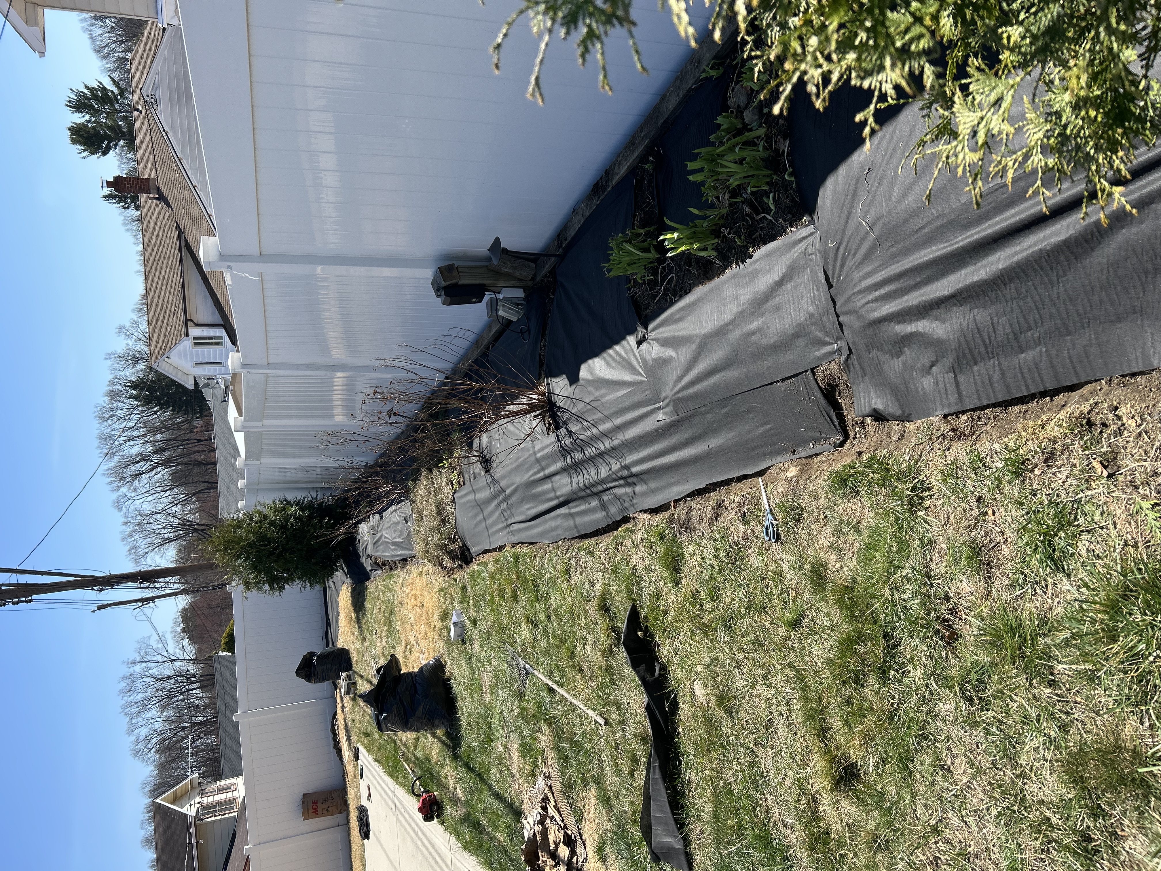 Side yard with mulch along vinyl fence and evergreen plantings