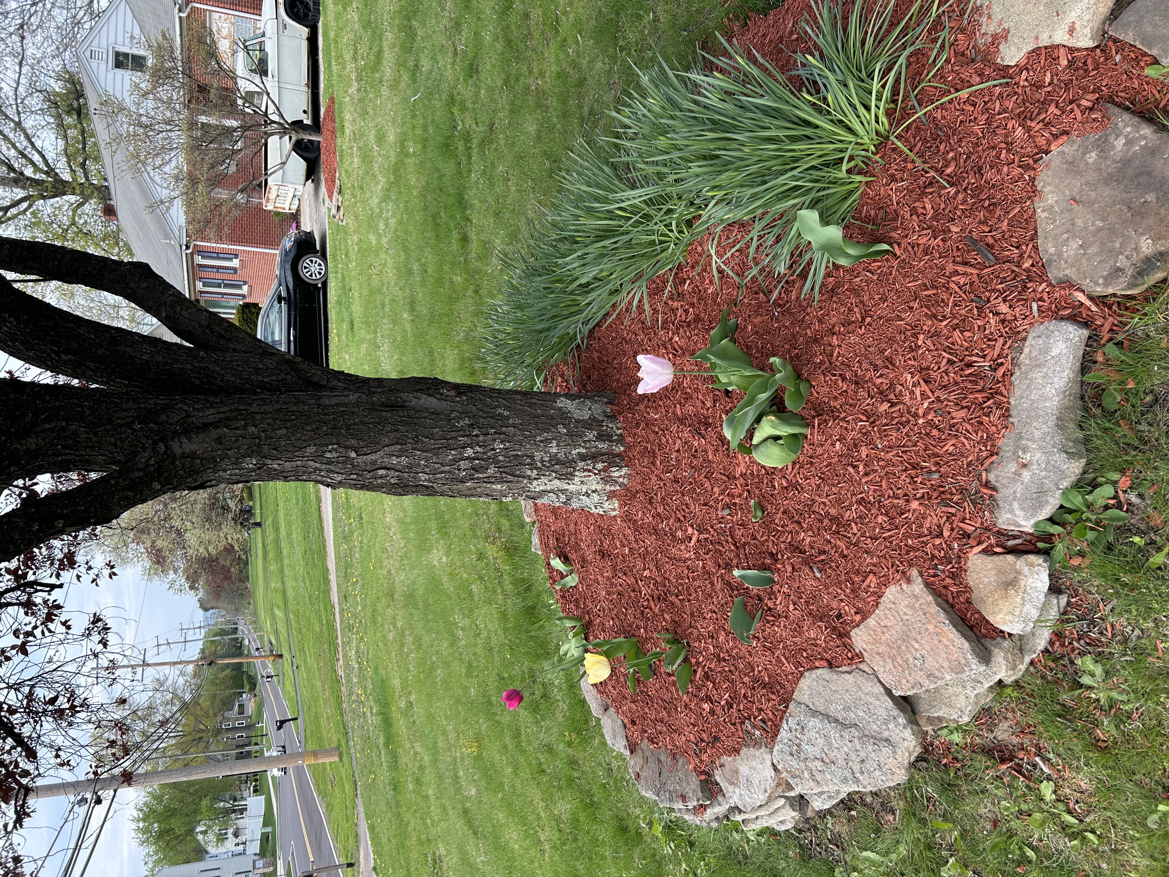 Tree base with red mulch and stone ring with spring flowers